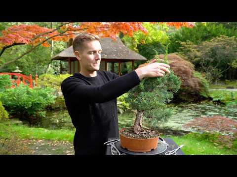 We Spent 6 Years Turning a $200 Nursery Juniper Into a Refined Bonsai