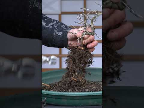 Styling a Dwarf Wisteria Bonsai (Milletia) #bonsaitrees
