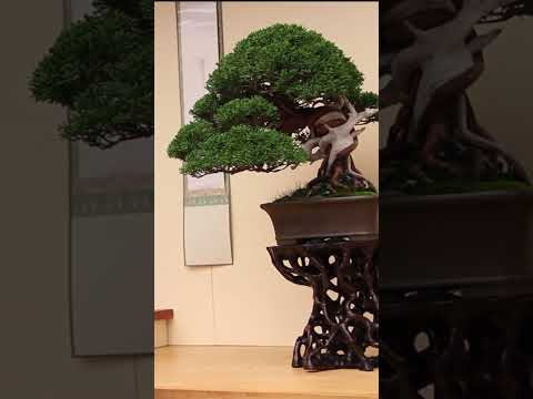 Amazing Juniper Bonsai #trees #juniper #bonsai #inspiration #art #garden
