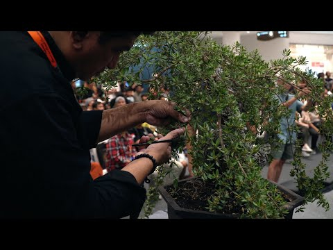 Sudhir Jadhav Bonsai demo