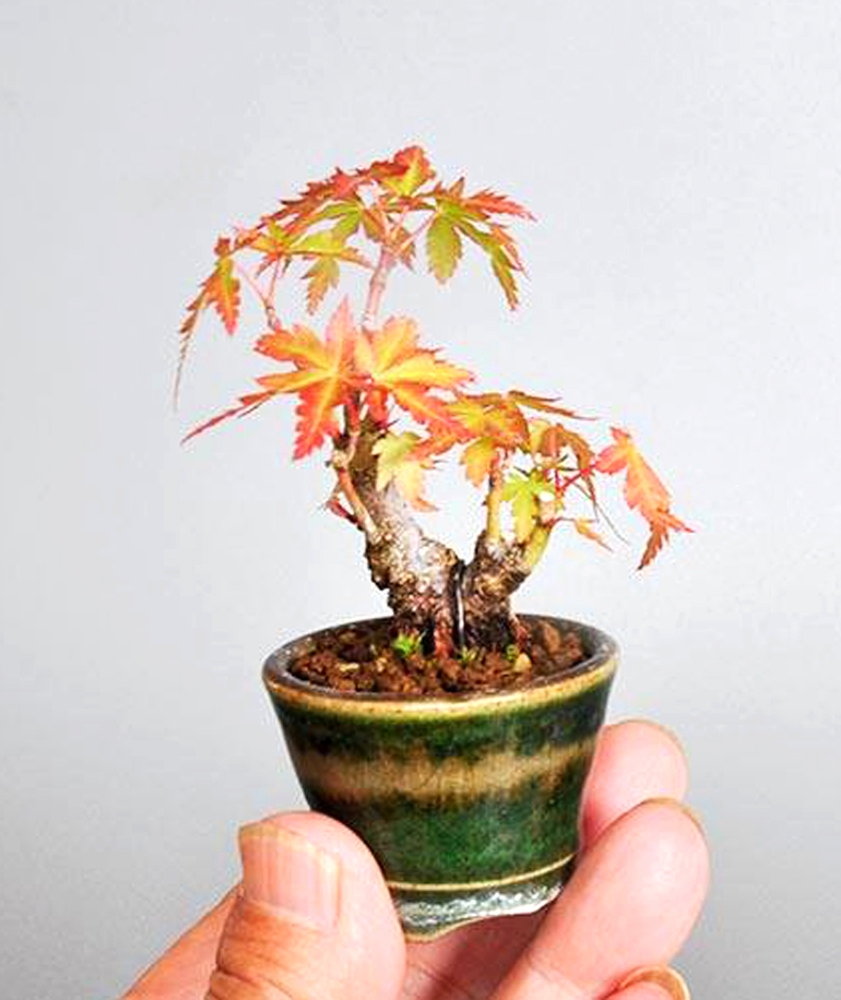 More Bonsai Beans | Bonsai Bark