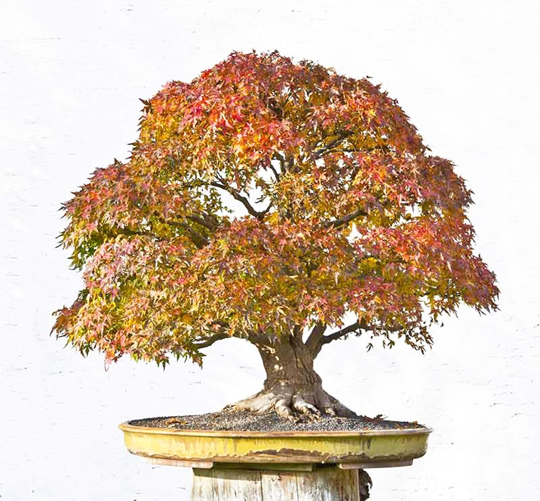 Defying Bonsai Convention Without Even Blinking – Site Wide Sale Ends Tomorrow | Bonsai Bark