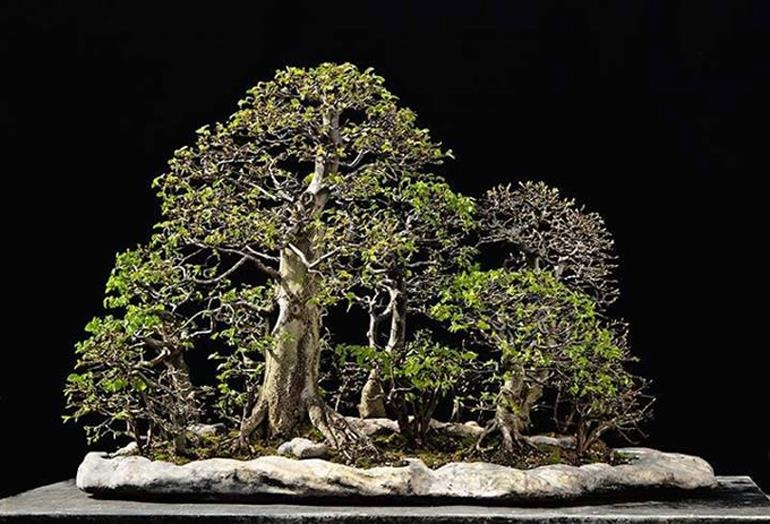 Elements of a Bonsai Forest | Bonsai Bark