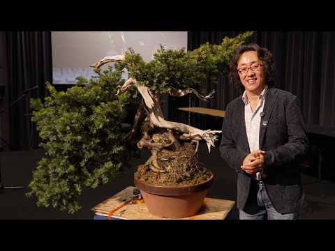 Shinji Suzuki transforms a massive Taxus Bonsai at The Trophy