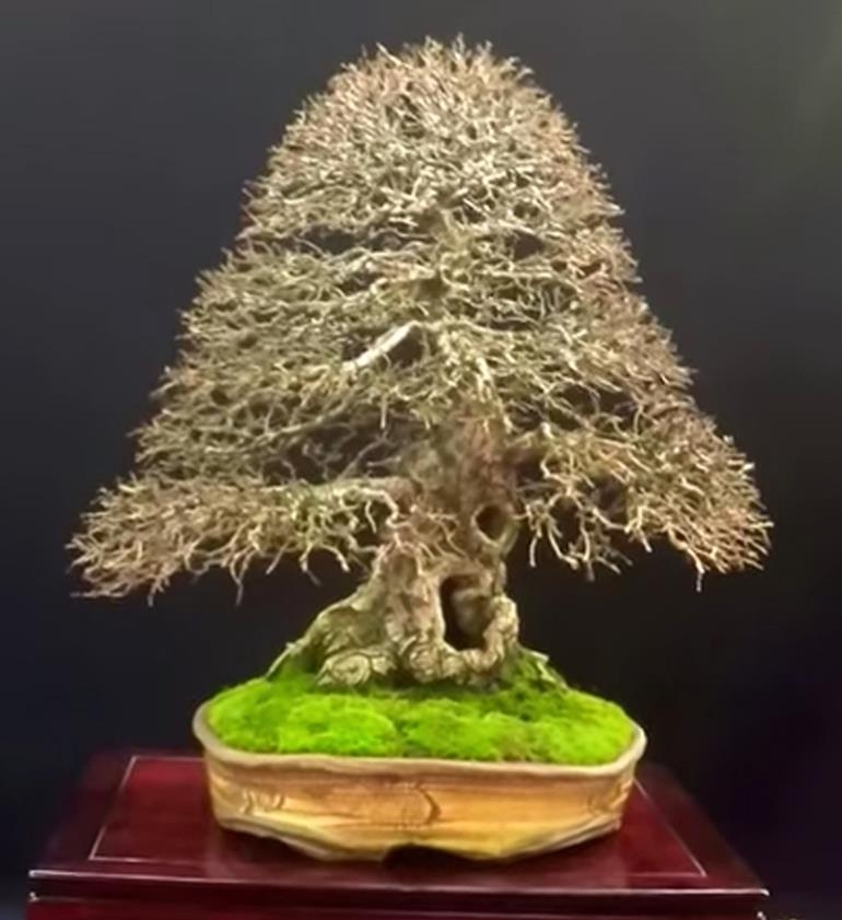 Deciduous Bonsai & Fine Ramification | Bonsai Bark