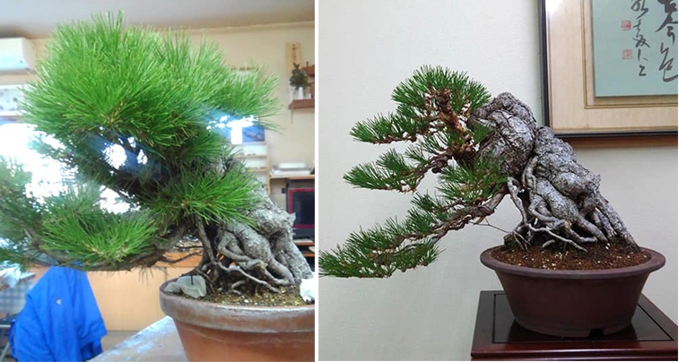 Before & After Bonsai – Tie Pot Special Ends Tonight | Bonsai Bark