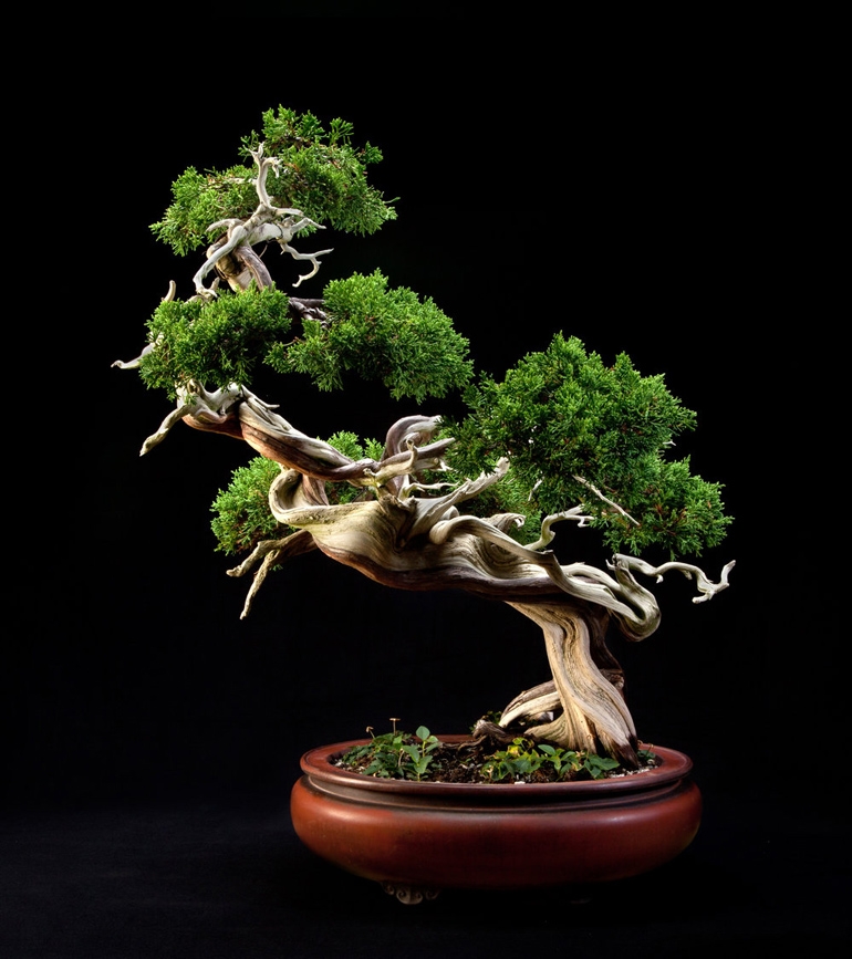 Two More Bonsai & Two Special Events at the National Bonsai & Penjing Museum | Bonsai Bark