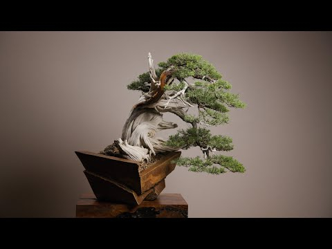 California Juniper Bonsai Evolution: Honoring the Legacy of John Yoshio Naka