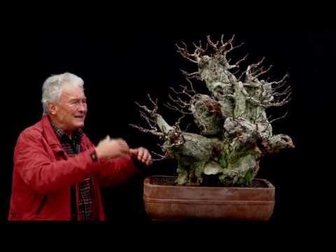 'Old man of the forest? Ancient Carpinus tree