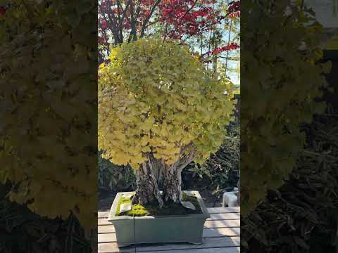 The stunning #Omiya #bonsai #museum in #saitama #japan #bonsaitree