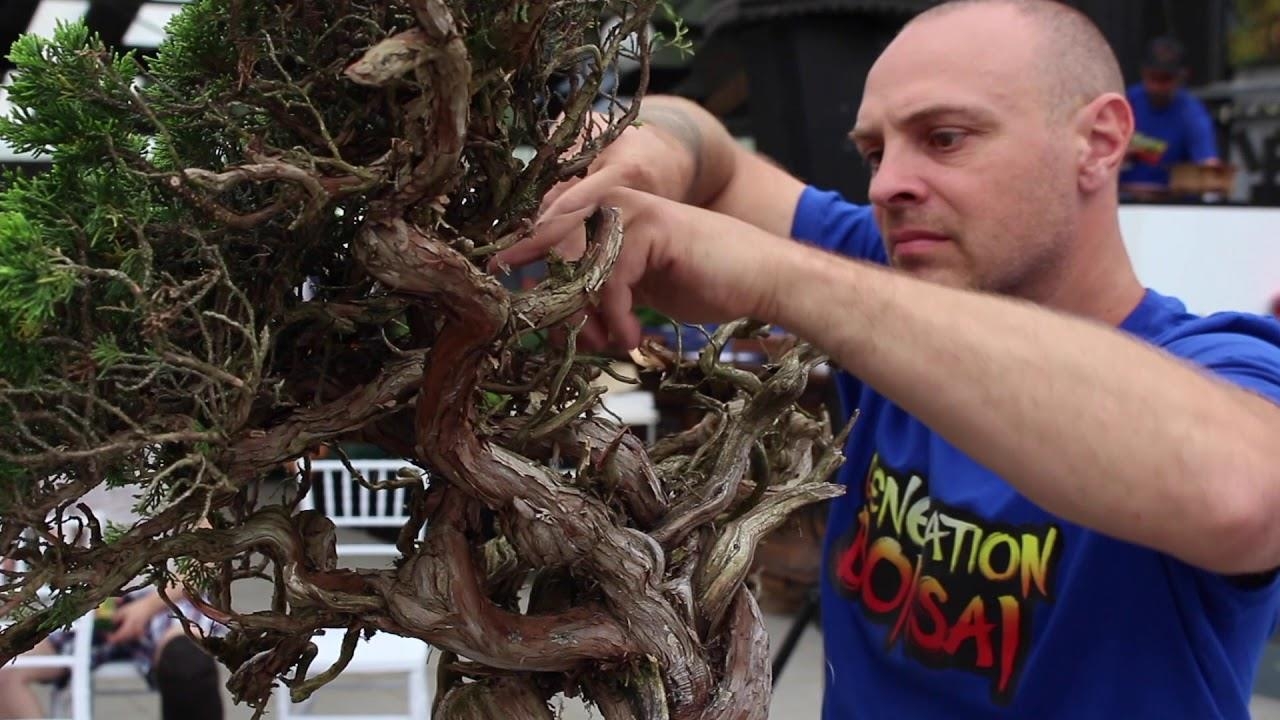 Todd Schlafer styled this Juniper Bonsai at the