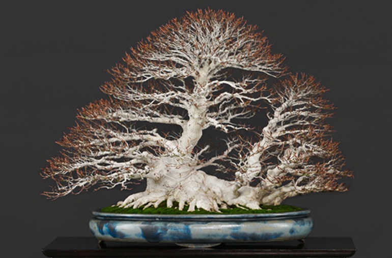 A Perfect Example of Great Bonsai Ramification | Bonsai Bark