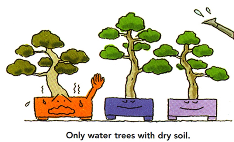 How Not to Water Your Bonsai – This Just Might Be the Most Important Watering Advice You’ll Ever Read | Bonsai Bark
