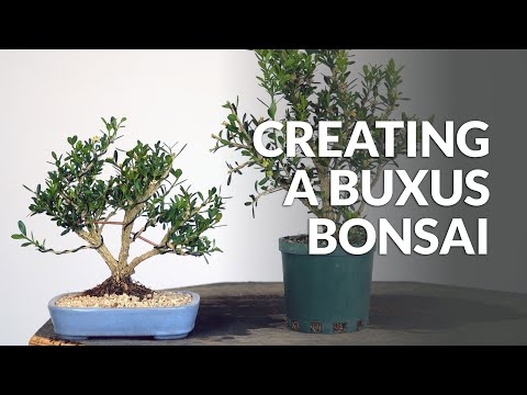 Creating a Boxwood Bonsai (Buxus) from Nursery Stock