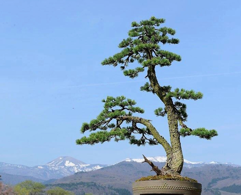 Majestic Bonsai Vista | Bonsai Bark