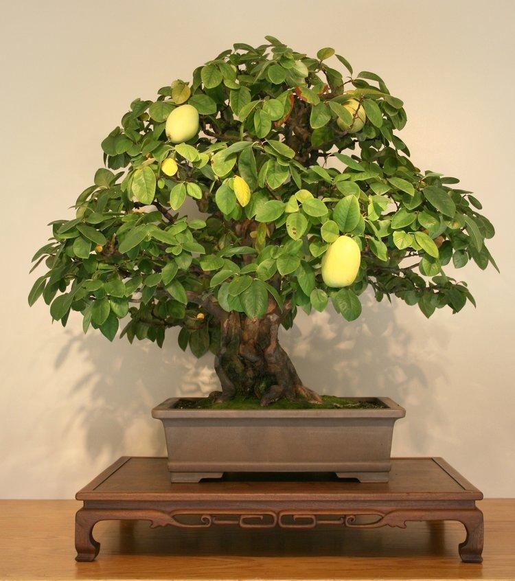 A Bonsai Story You Won't Soon Forget