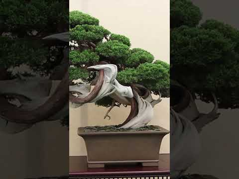 Stunning Bonsai #art #livingart #bonsai #japanlife #bonsaistyling