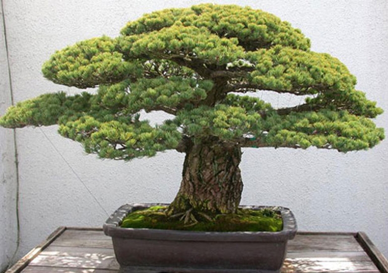 Our National Bonsai & Penjing Museum, an American Treasure | Bonsai Bark
