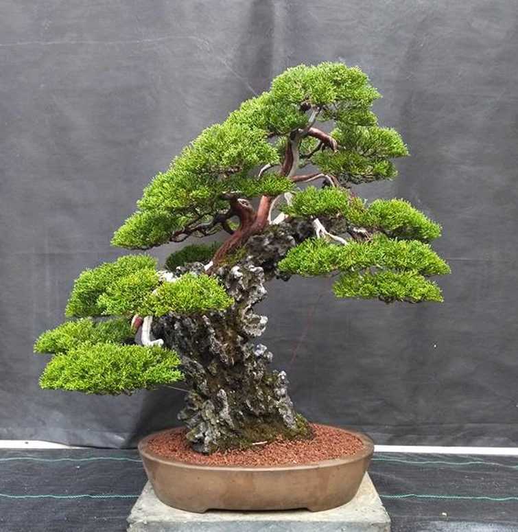 Eisei-en & Bjorn’s Big Bonsai Weekend | Bonsai Bark