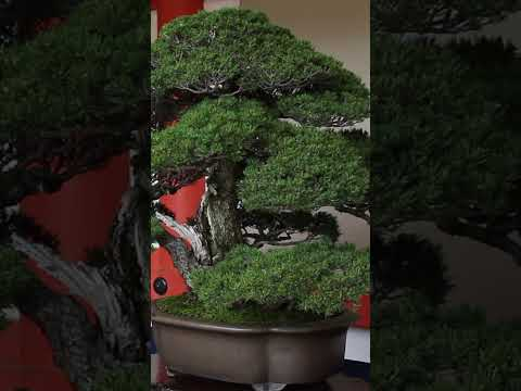 Amazing Bonsai #miniature #art #livingart #bonsai #tree