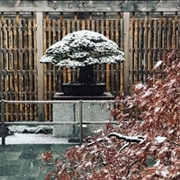 Support | National Bonsai Foundation