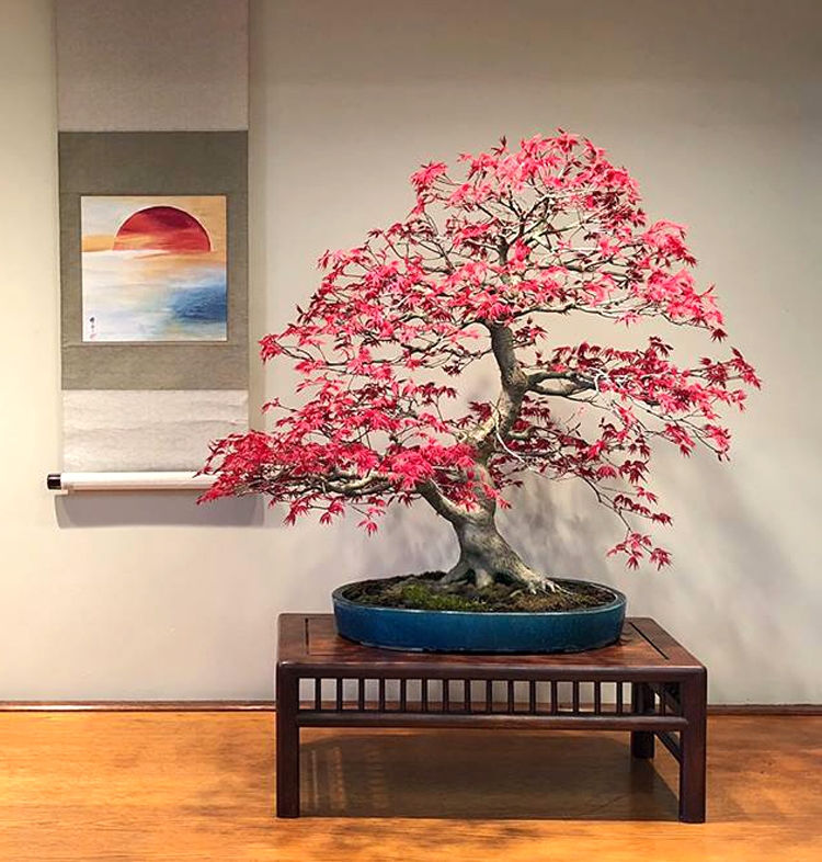 Celebrating Bonsai & the Arrival of Our Bright Sun | Bonsai Bark