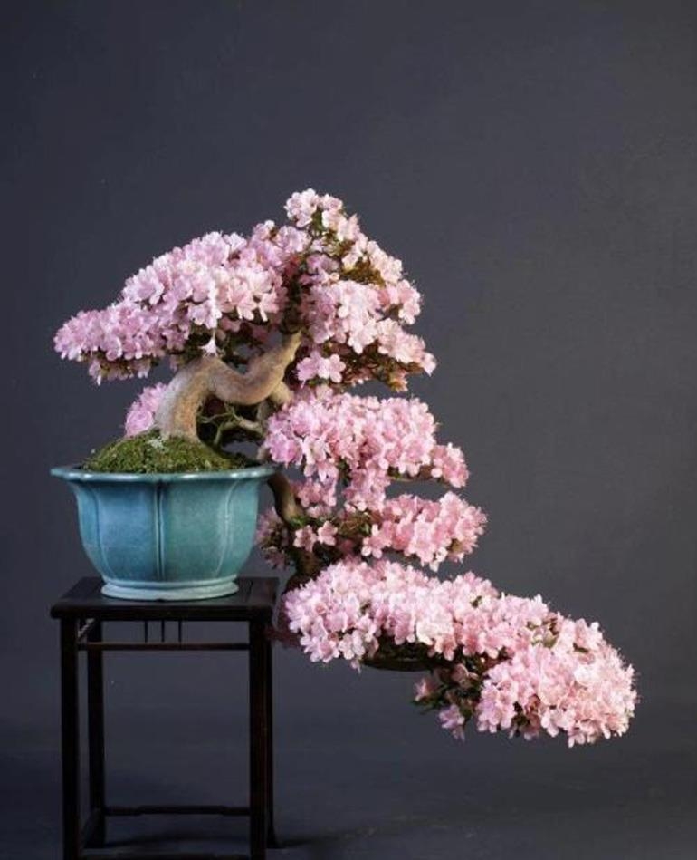 Spring Bonsai in Full Bloom | Bonsai Bark