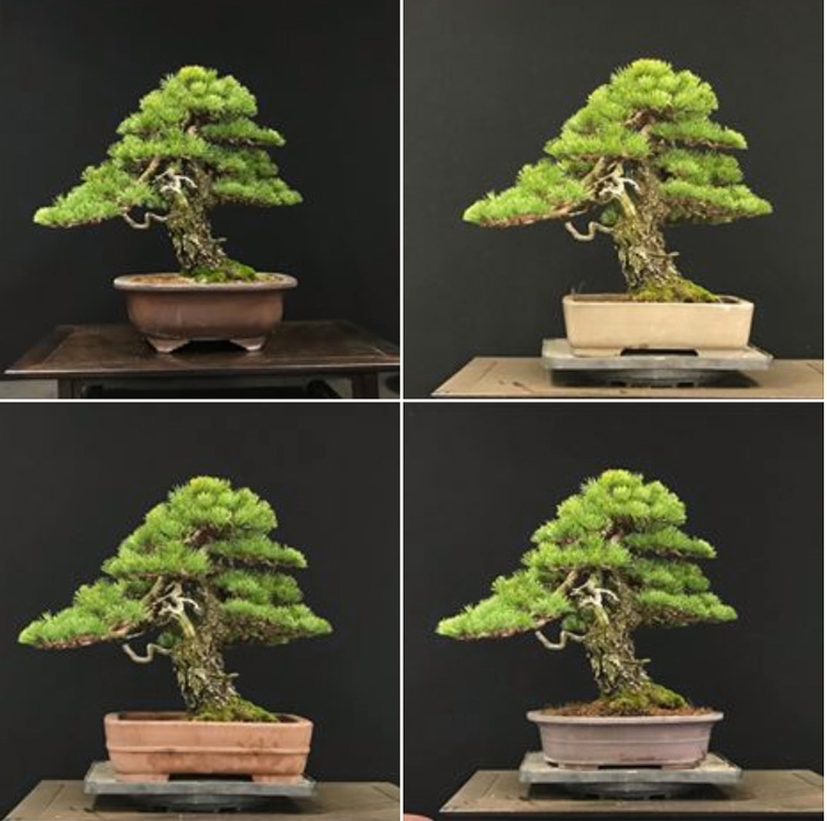 Which Pot Would You Choose? | Bonsai Bark