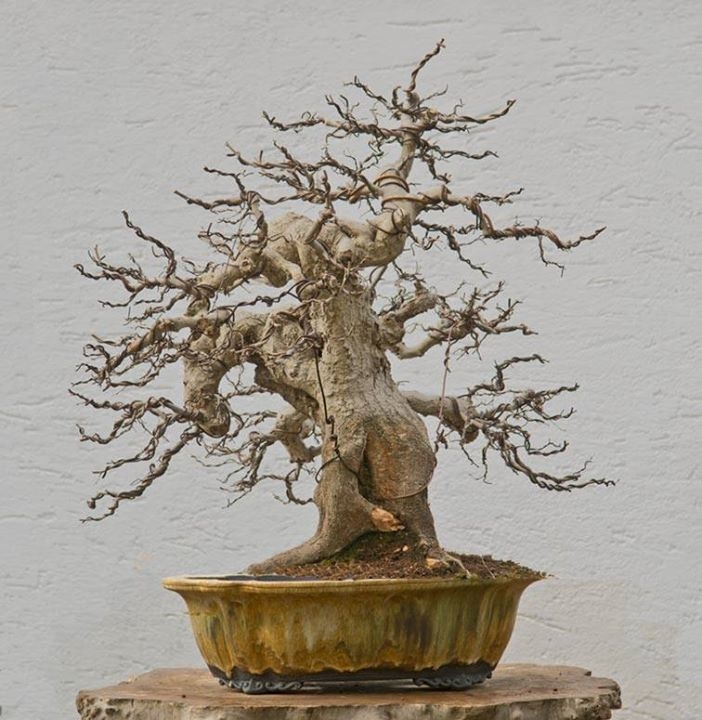 Oriental Hornbeam #70