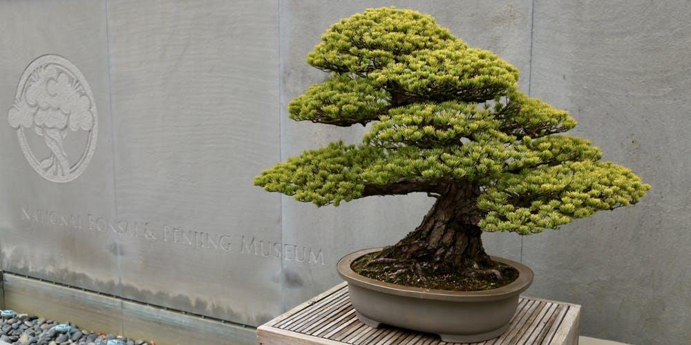 World Bonsai Day 2018