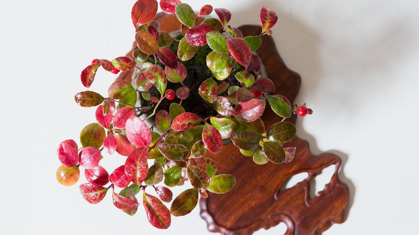 Kusamono Masterpieces | Bonsai Mirai