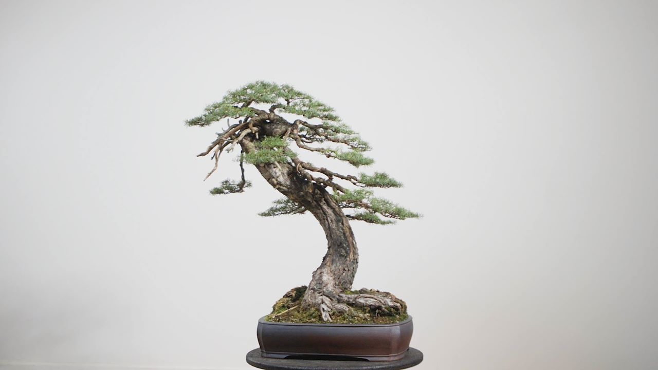 Mountain hemlock, Tsuga mertensiana, is a native