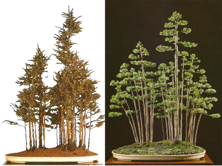 The Magician’s Ezo Spruce Bonsai Forest | Bonsai Bark