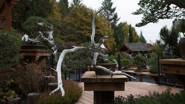 Evolve your understanding of scale in bonsai