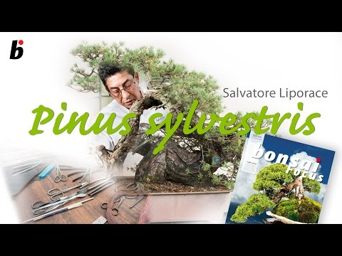 DOUBLE FACE    Pinus sylvestris Salvatore Liporace