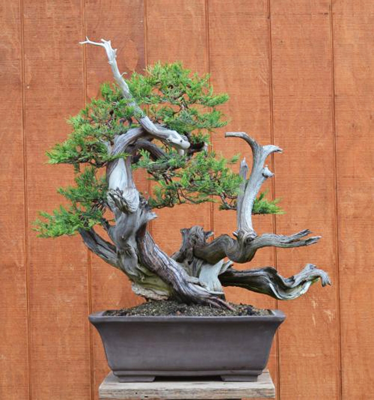 One of the Best Pieces of Bonsai Advice… | Bonsai Bark