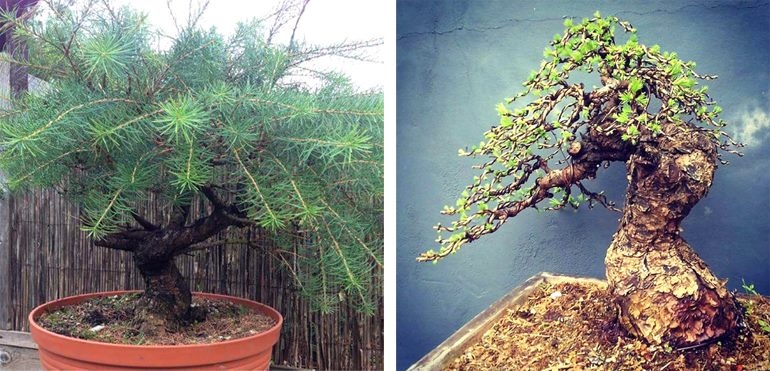 Another Brilliant Before & After Bonsai | Bonsai Bark