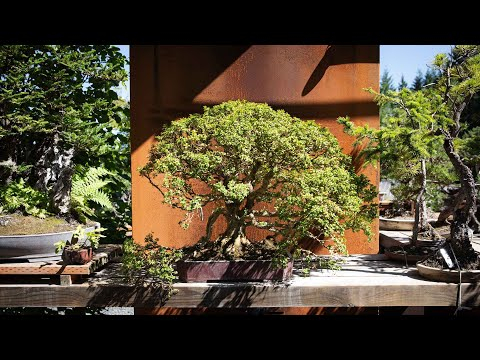 Angel Oak Bonsai Inspiration: Crafting Nature in Miniature
