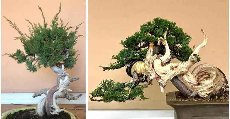 Just Another Before & After Bonsai? | Bonsai Bark