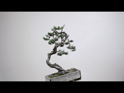 Limber Pine Bonsai Tree Design