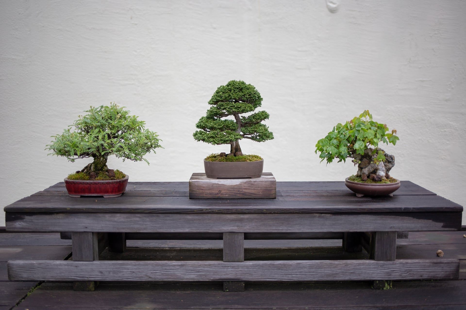 The tiny-but-mighty trees at the National Bonsai Museum have survived war, bombings, and time itself