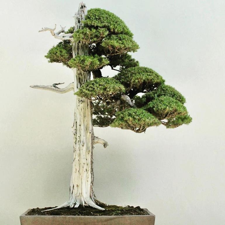 More Bonsai Stories | Bonsai Bark