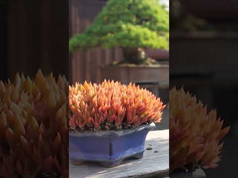 Beautiful Japanese Bonsai trees #bonsai #japan #japanese #art #garden #bonsaistyling #gardening