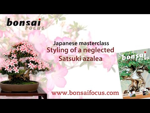 Satsuki Azalea: Styling of a neglected Satsuki Azalea