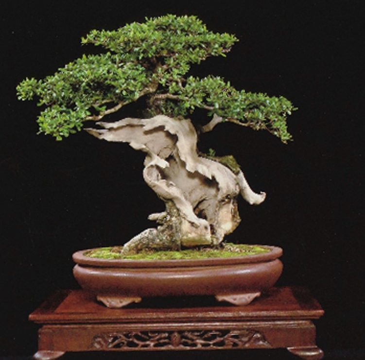 Unique Tropical Bonsai – Tool Special Ends Soon | Bonsai Bark