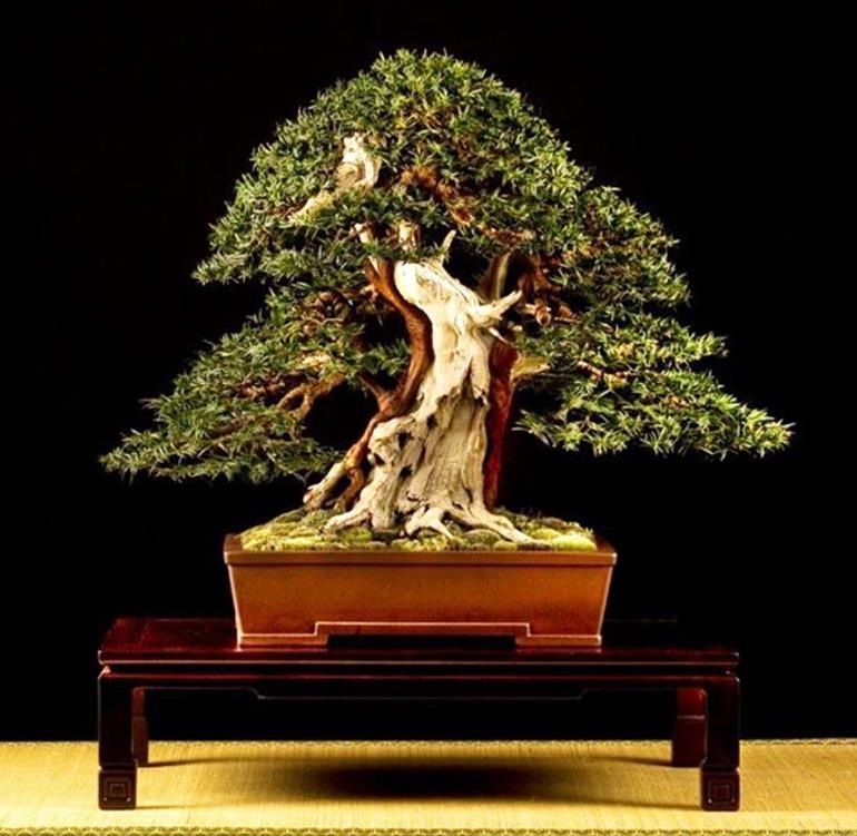 Festive Bonsai | Bonsai Bark