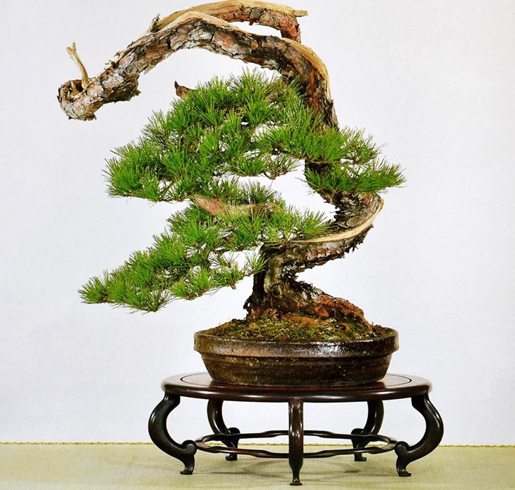 For Every Highly Stylized Bonsai, There’s One that Breaks the Mold | Bonsai Bark