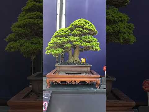 #bonsai #art #exhibition #surabaya #livingart