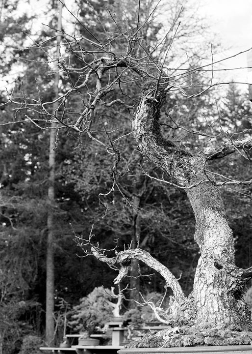 Quercus is a genus with worldwide distribution. It