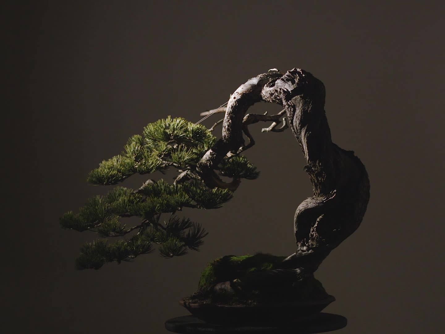 If trees could speak, what stories they could